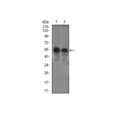 Anti-DCTN4 antibody [D7-G9]