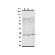 Anti-CD69 antibody [E6-B6]