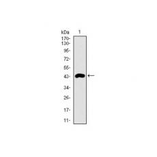 Anti-CLGN antibody [G10-C8]