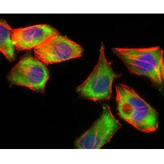 Anti-PSAP antibody [F4-D5]