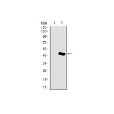 Anti-PIWIL4 antibody [B11-G9]