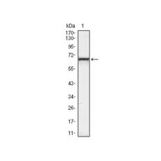 Anti-KLHL12 antibody [B1-G2]