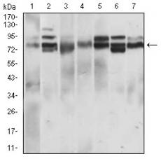 Anti-CD22 antibody [C4-H1]