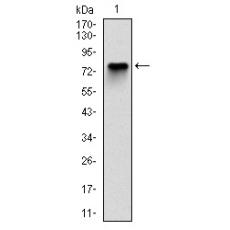 Anti-MCM2 antibody [C5-E7]