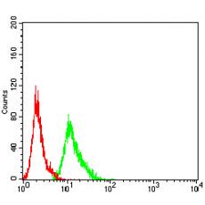 Anti-AEBP2 antibody [B6-D7]