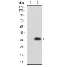 Anti-FATP2 antibody [A9-B3]
