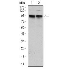 Anti-KCNQ1 antibody [D3-E12]