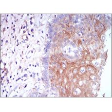 Anti-CSF1R antibody [B9-B9]