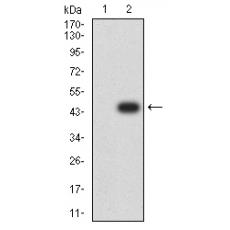 Anti-PRKAG3 antibody [A7-C7]