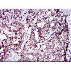 Anti-SERPINA7 antibody [E9-B11]