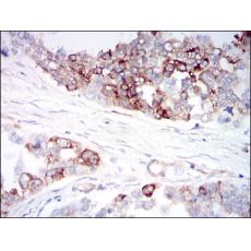 Anti-IGFBP7 antibody [E7-D9]