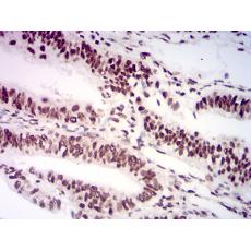 Anti-AKT1S1 antibody [6H1C6]