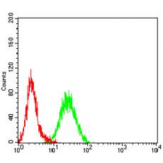 Anti-KMT2D antibody [1D10F6]