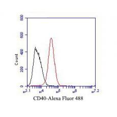 Anti-CD40 antibody [A1E6]