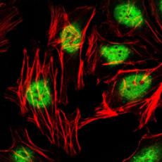 Anti-ZBTB16 antibody [E3-B3]