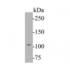 Anti-Dynamin 1 antibody [A1A12]