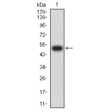 Anti-CHRNA6 antibody