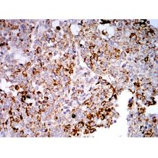 Anti-TLR9 antibody [H2-B12]