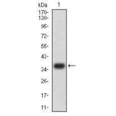 Anti-PLD2 antibody [D9-E4]