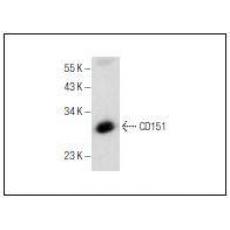 Anti-CD151 antibody [3G1]