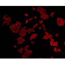 Anti-Cyclin B1 antibody [C2-F2]
