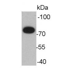 Anti-GRP78 BiP antibody [2-7]