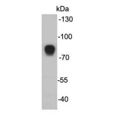Anti-MASP2 antibody [F3-4]