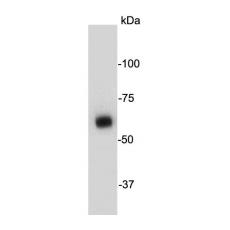 Anti-AMPK alpha 1 antibody [B1-E10]