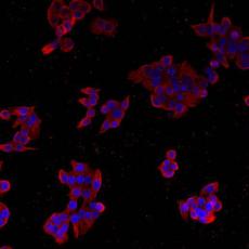 Anti-PODXL antibody [2-A4]