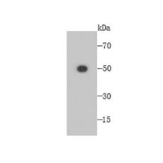 Anti-FAM55C antibody [4-E11]