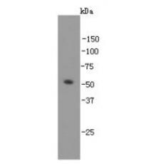 Anti-GATA4 antibody [7-4]
