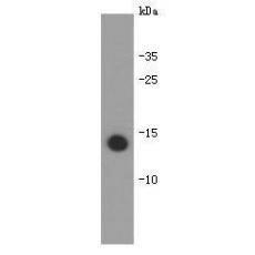 Anti-Interleukin 31 antibody [B7-B0]