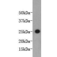 Anti-Mouse Interleukin 6 Conjugated HRP antibody [3-A4]