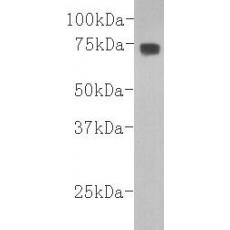 Anti-Complement C3(β- chain) antibody [11-10]
