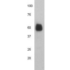 Anti-Human IgG heavy chain antibody