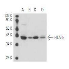 Anti-HLA E antibody [4G23]