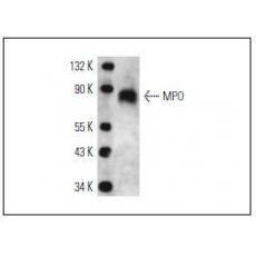 Anti-Myeloperoxidase antibody [2G3]