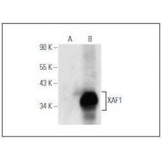 Anti-XAF1 antibody [2G1]