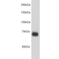 Anti-Human Serum Albumin antibody [8-A3]