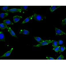 Anti-SCAI antibody [7-A4]