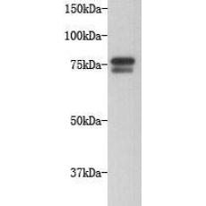 Anti-Golgin subfamily A member 5 antibody [11-D7]