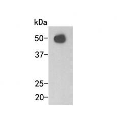 Mouse anti-Human IgG heavy chain-HRP antibody [54-76]