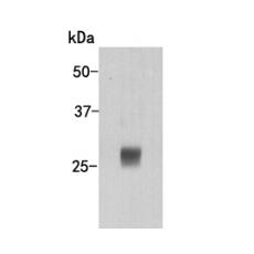 Anti-Human lambda light chain-HRP antibody [36-59]