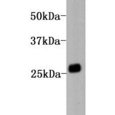 Anti-Human IgG kapa light chain antibody [A11-G11]