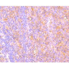 Anti-C14orf93 antibody [2-F6]