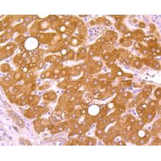 Anti-WSCD2 antibody [9-F3]