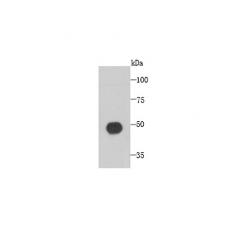 Anti-C1orf175 antibody [A5-D4-A6]