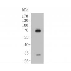 Anti-IgA antibody [3-B6]