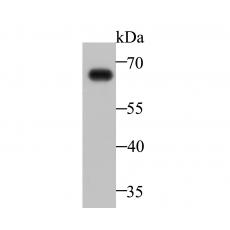 Anti-IgA antibody [5-C3]