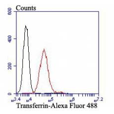 Anti-Transferrin antibody [A11-A3]